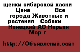 щенки сибирской хаски  › Цена ­ 10 000 - Все города Животные и растения » Собаки   . Ненецкий АО,Нарьян-Мар г.